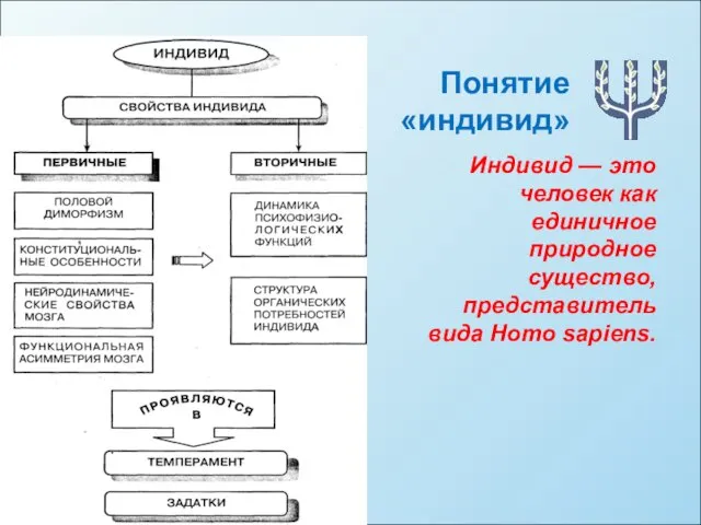 Понятие «индивид» Индивид — это человек как единичное природное существо, представитель вида Homo sapiens.