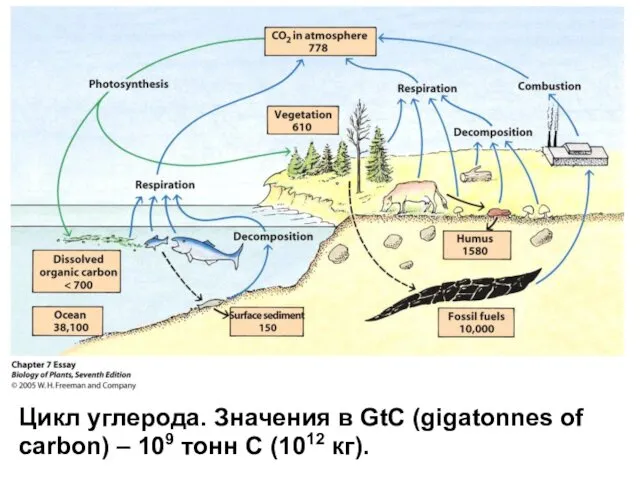 Цикл углерода. Значения в GtC (gigatonnes of carbon) – 109 тонн С (1012 кг).