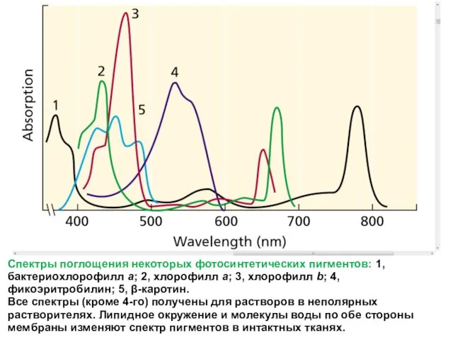 Спектры поглощения некоторых фотосинтетических пигментов: 1, бактериохлорофилл a; 2, хлорофилл a;
