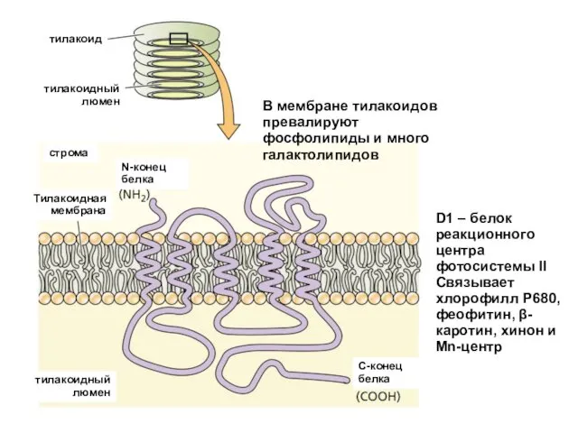 тилакоид тилакоидный люмен N-конец белка строма С-конец белка Тилакоидная мембрана тилакоидный