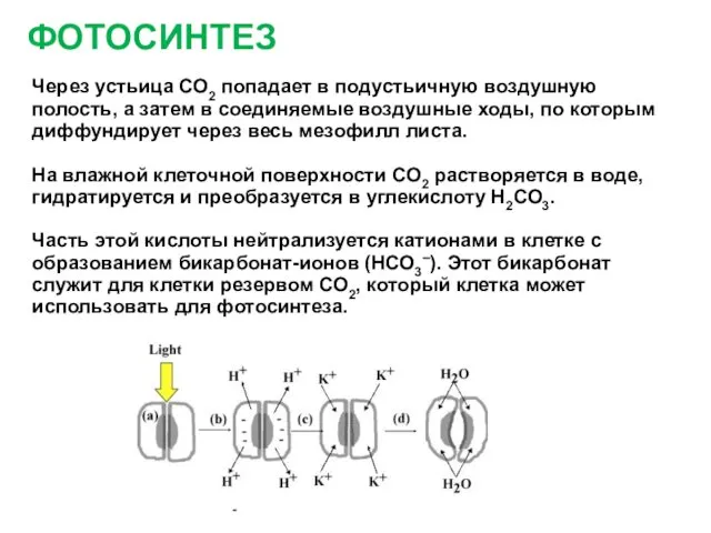 ФОТОСИНТЕЗ Через устьица СО2 попадает в подустьичную воздушную полость, а затем