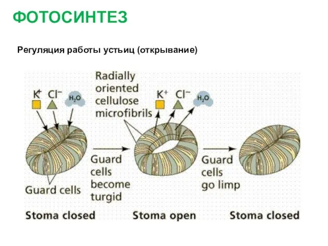 ФОТОСИНТЕЗ Регуляция работы устьиц (открывание)