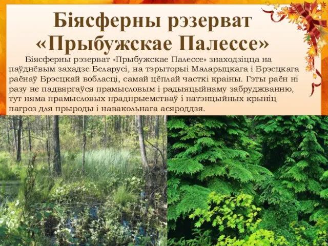 Біясферны рэзерват «Прыбужскае Палессе» Біясферны рэзерват «Прыбужскае Палессе» знаходзіцца на паўднёвым