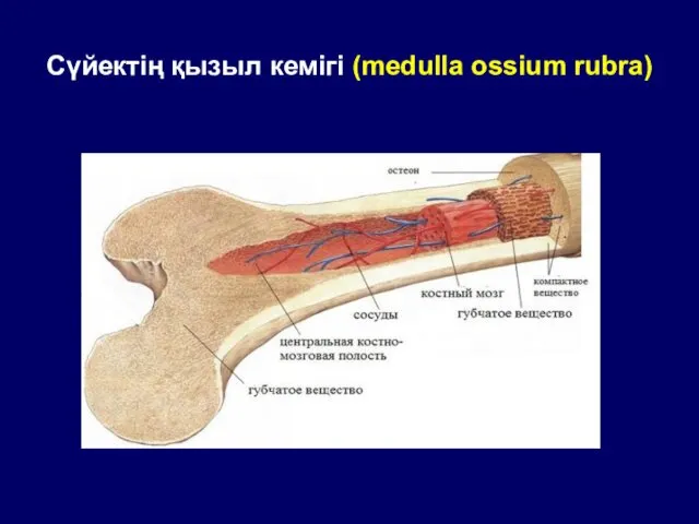 Сүйектің қызыл кемігі (medulla ossium rubra)