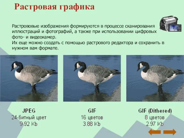 Растровая графика Растрововые изображения формируются в процессе сканирования иллюстраций и фотографий,