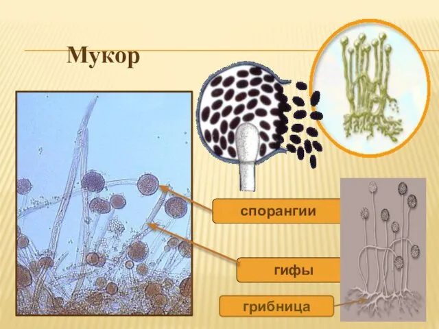 спорангии гифы Мукор грибница