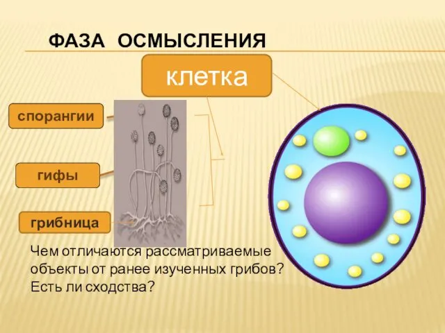 спорангии гифы ФАЗА ОСМЫСЛЕНИЯ Чем отличаются рассматриваемые объекты от ранее изученных