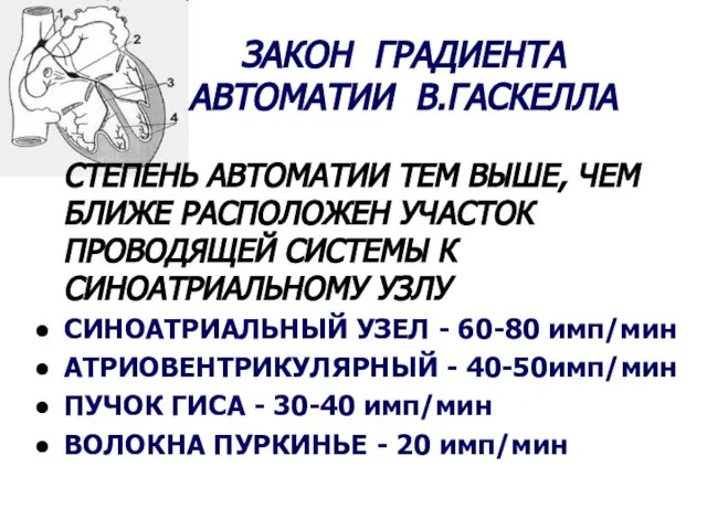 ЗАКОН ГРАДИЕНТА АВТОМАТИИ В.ГАСКЕЛЛА СТЕПЕНЬ АВТОМАТИИ ТЕМ ВЫШЕ, ЧЕМ БЛИЖЕ РАСПОЛОЖЕН