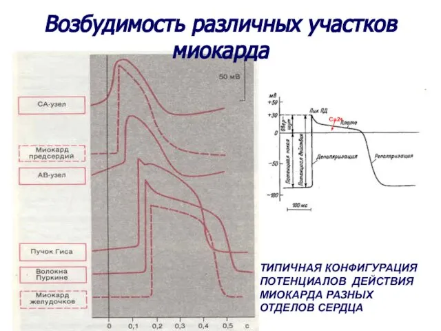 Возбудимость различных участков миокарда ТИПИЧНАЯ КОНФИГУРАЦИЯ ПОТЕНЦИАЛОВ ДЕЙСТВИЯ МИОКАРДА РАЗНЫХ ОТДЕЛОВ СЕРДЦА Са2+