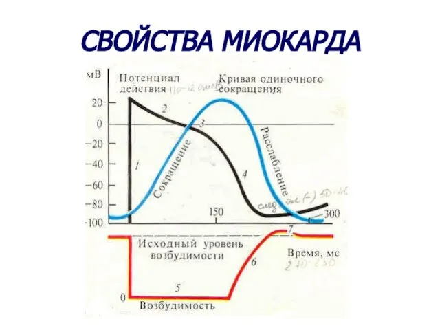 СВОЙСТВА МИОКАРДА