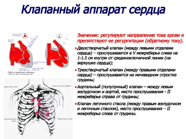 Клапанный аппарат сердца Значение: регулируют направление тока крови и препятствуют ее