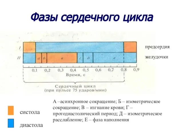 Фазы сердечного цикла систола диастола предсердия желудочки А –асинхронное сокращение; Б