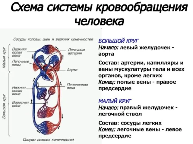 Схема системы кровообращения человека БОЛЬШОЙ КРУГ Начало: левый желудочек - аорта