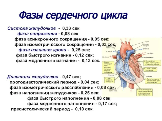 Фазы сердечного цикла Систола желудочков - 0,33 сек фаза напряжения -