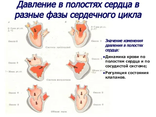 Давление в полостях сердца в разные фазы сердечного цикла Значение изменения