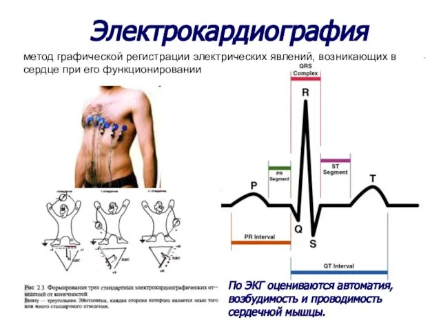 Электрокардиография метод графической регистрации электрических явлений, возникающих в сердце при его