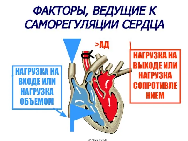 ФАКТОРЫ, ВЕДУЩИЕ К САМОРЕГУЛЯЦИИ СЕРДЦА НАГРУЗКА НА ВХОДЕ ИЛИ НАГРУЗКА ОБЪЕМОМ