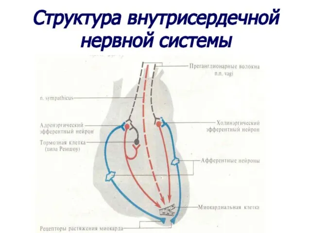 Структура внутрисердечной нервной системы