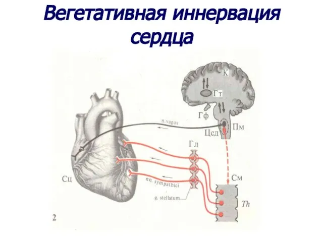 Вегетативная иннервация сердца