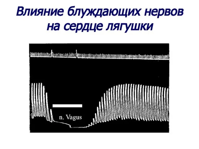 Влияние блуждающих нервов на сердце лягушки n. Vagus