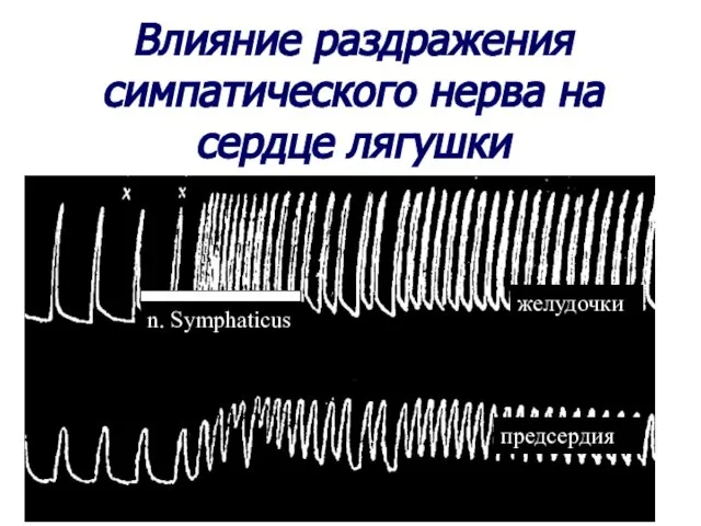 Влияние раздражения симпатического нерва на сердце лягушки n. Symphaticus желудочки предсердия