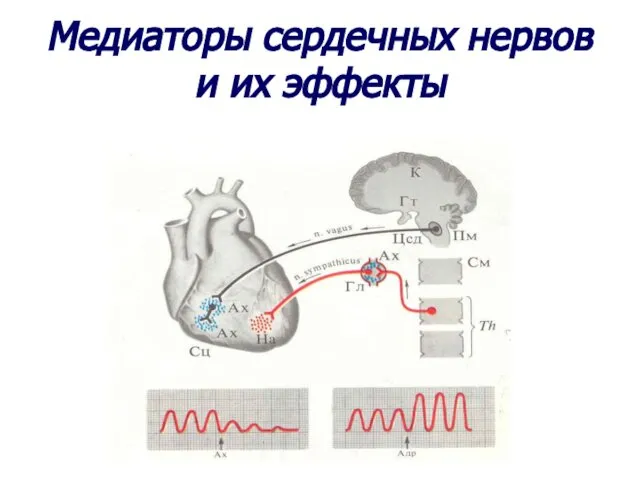 Медиаторы сердечных нервов и их эффекты