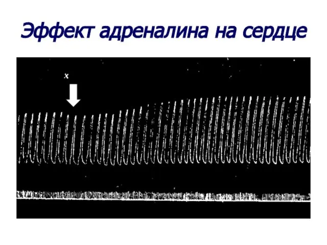 Эффект адреналина на сердце