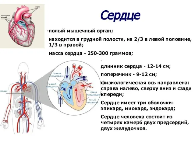 Сердце полый мышечный орган; находится в грудной полости, на 2/3 в