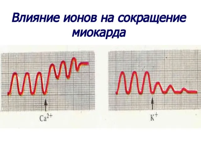 Влияние ионов на сокращение миокарда