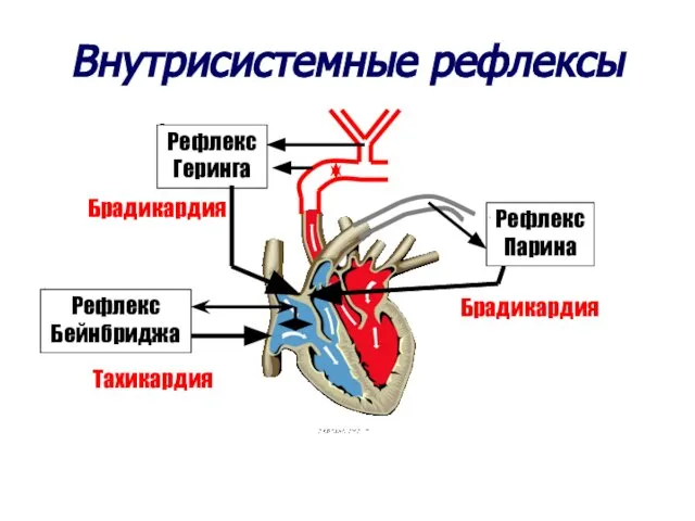 Внутрисистемные рефлексы Рефлекс Бейнбриджа Тахикардия Рефлекс Геринга Брадикардия Рефлекс Парина Брадикардия