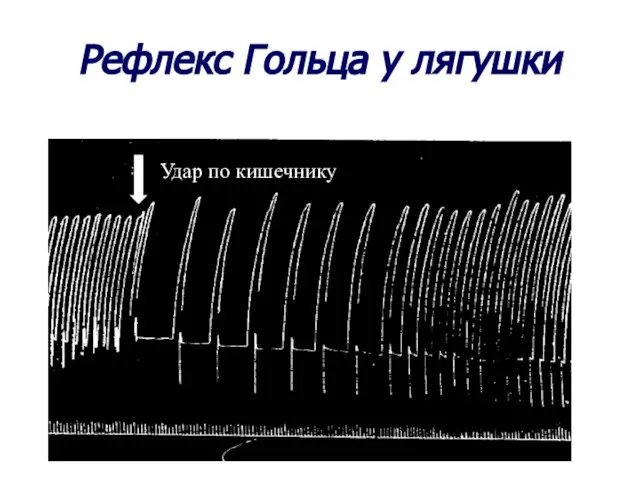 Рефлекс Гольца у лягушки Удар по кишечнику