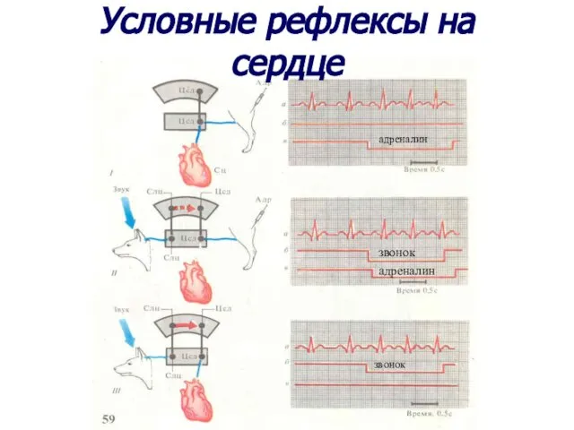 Условные рефлексы на сердце адреналин звонок адреналин звонок