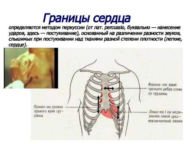 Границы сердца определяются методом перкуссии (от лат. percussio, буквально — нанесение