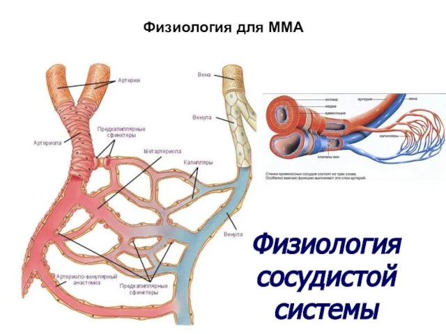 Физиология сосудистой системы Физиология для ММА