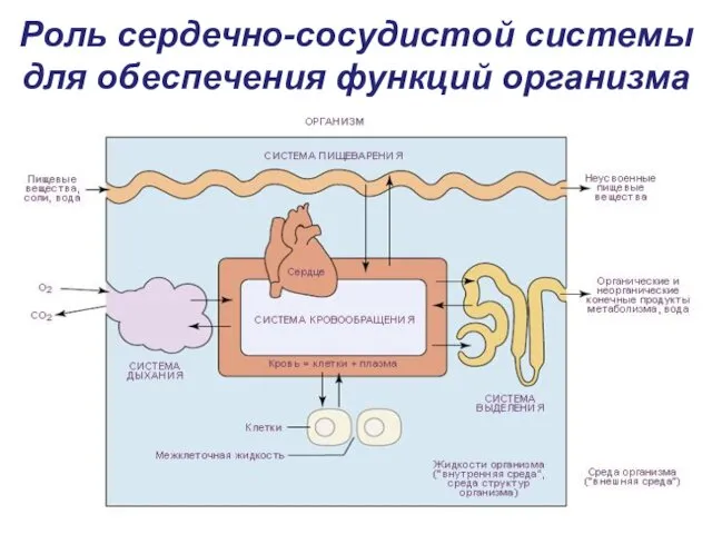 Роль сердечно-сосудистой системы для обеспечения функций организма