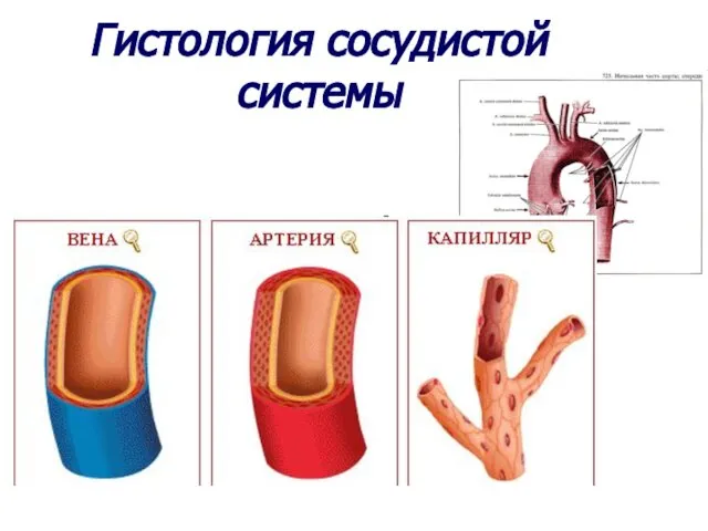 Гистология сосудистой системы