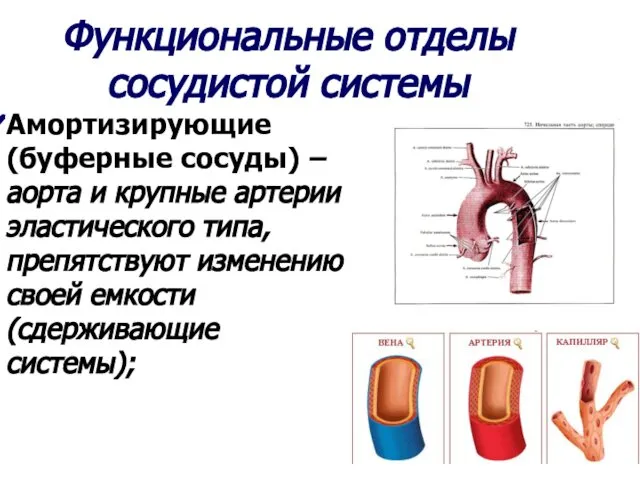 Функциональные отделы сосудистой системы Амортизирующие (буферные сосуды) – аорта и крупные