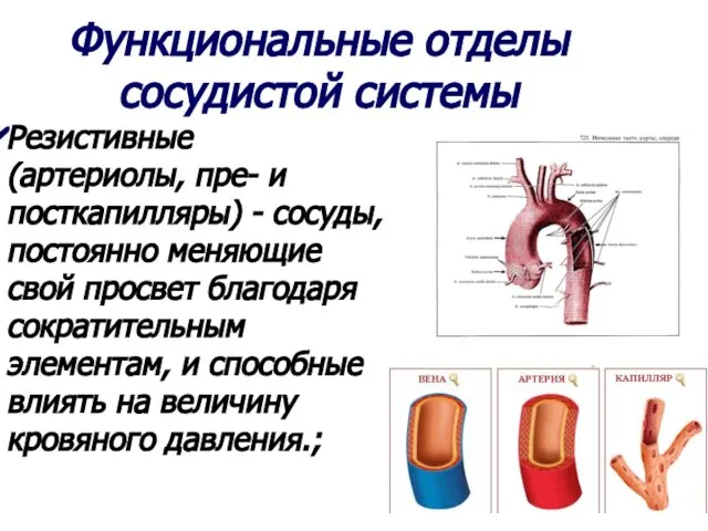 Функциональные отделы сосудистой системы Резистивные (артериолы, пре- и посткапилляры) - сосуды,