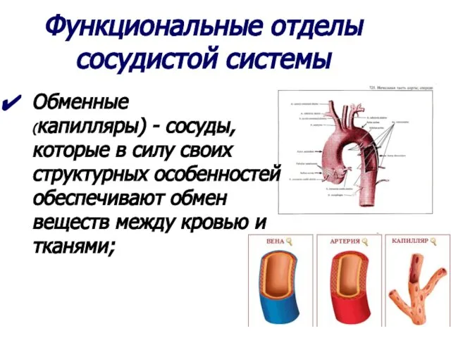 Функциональные отделы сосудистой системы Обменные (капилляры) - сосуды, которые в силу