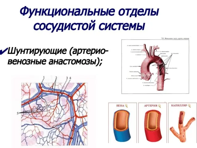 Функциональные отделы сосудистой системы Шунтирующие (артерио-венозные анастомозы);