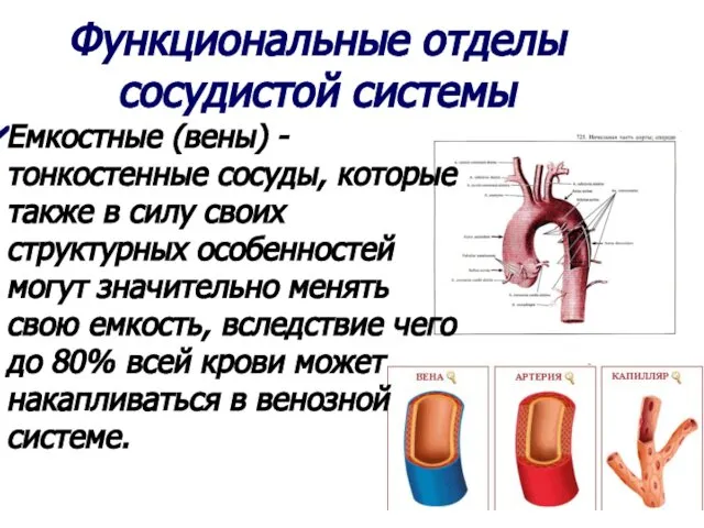 Функциональные отделы сосудистой системы Емкостные (вены) - тонкостенные сосуды, которые также