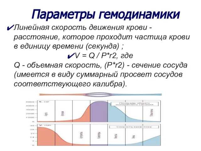 Параметры гемодинамики Линейная скорость движения крови - расстояние, которое проходит частица