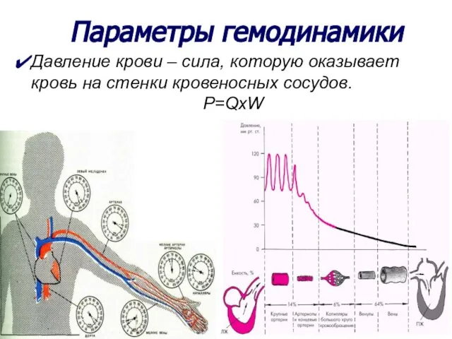 Параметры гемодинамики Давление крови – сила, которую оказывает кровь на стенки кровеносных сосудов. P=QxW