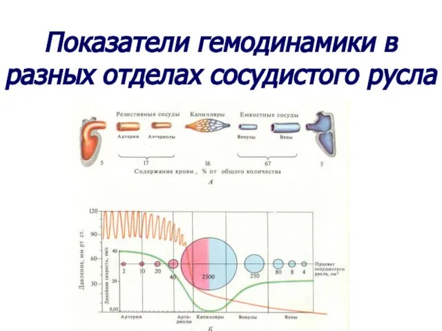 Показатели гемодинамики в разных отделах сосудистого русла