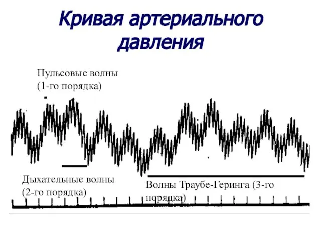 Кривая артериального давления Пульсовые волны (1-го порядка) Дыхательные волны (2-го порядка) Волны Траубе-Геринга (3-го порядка)