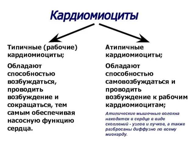 Кардиомиоциты Типичные (рабочие) кардиомиоциты; Обладают способностью возбуждаться, проводить возбуждение и сокращаться,