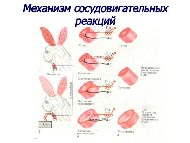 Механизм сосудовигательных реакций