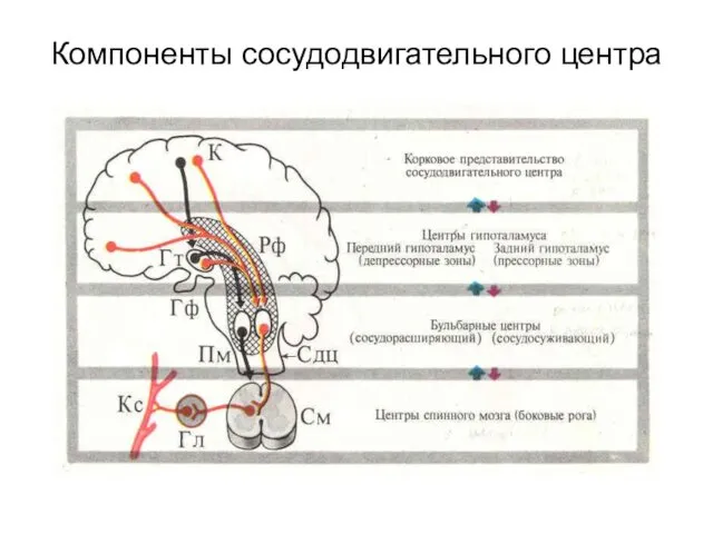 Компоненты сосудодвигательного центра