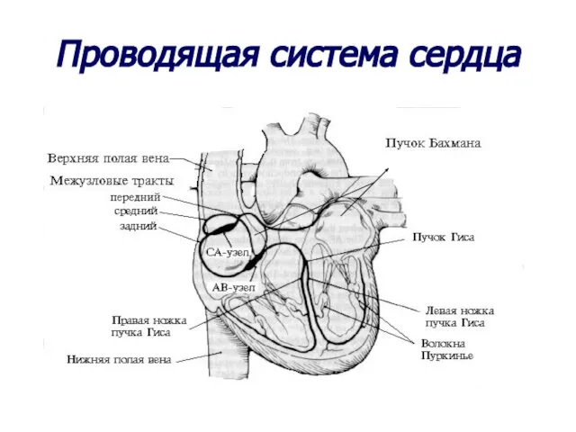 Проводящая система сердца