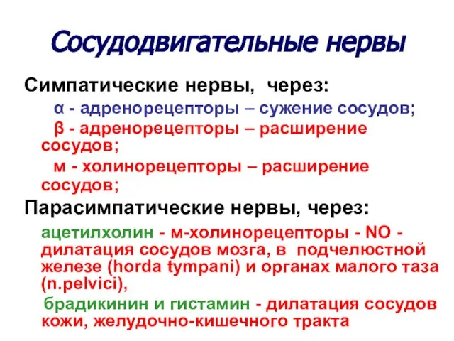 Сосудодвигательные нервы Симпатические нервы, через: α - адренорецепторы – сужение сосудов;